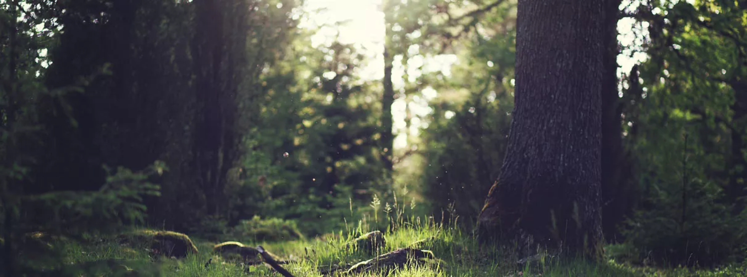 Holz als ökologischer Rohstoff